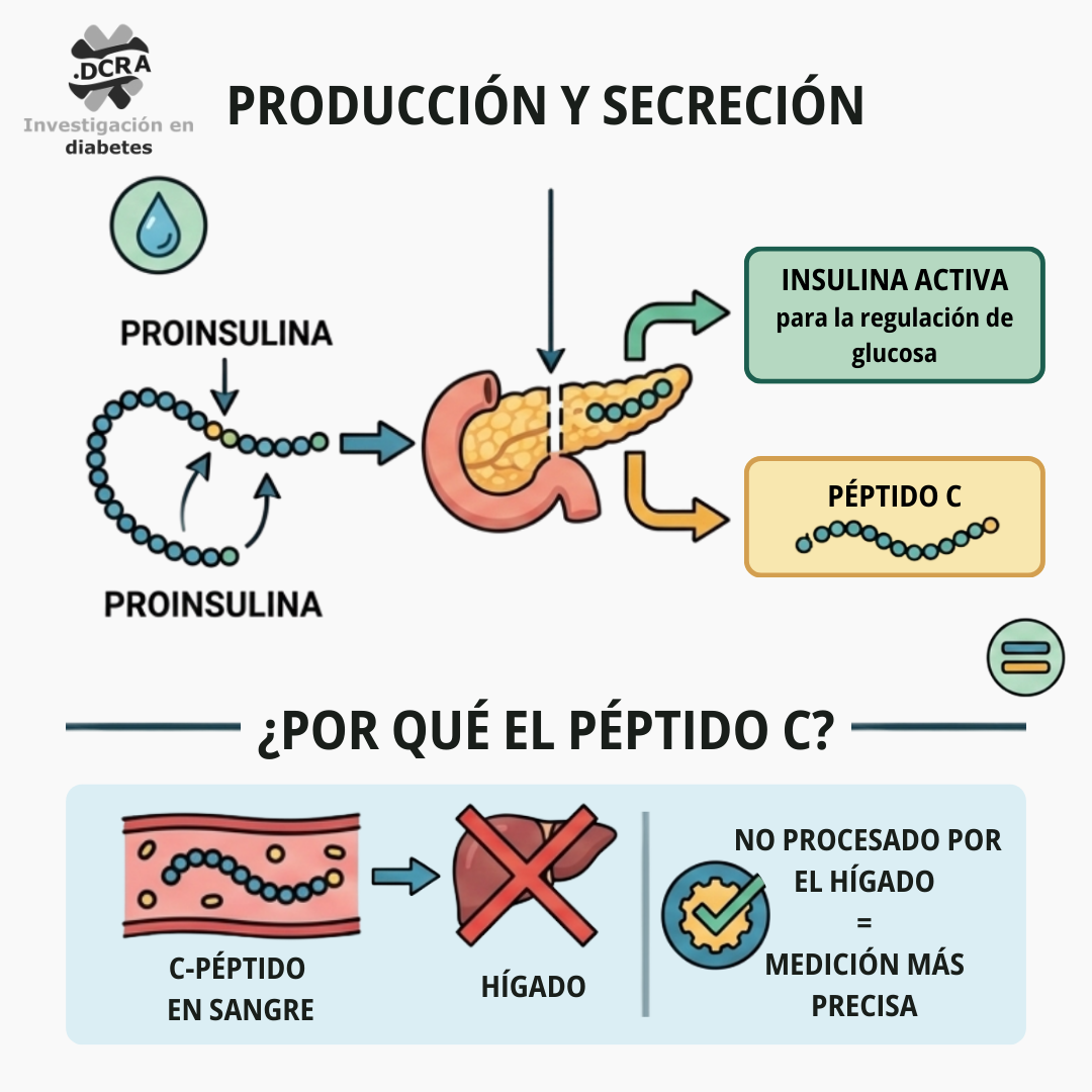 Células beta residuales en personas con diabetes