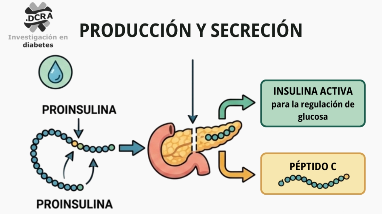 Células beta residuales en personas con diabetes